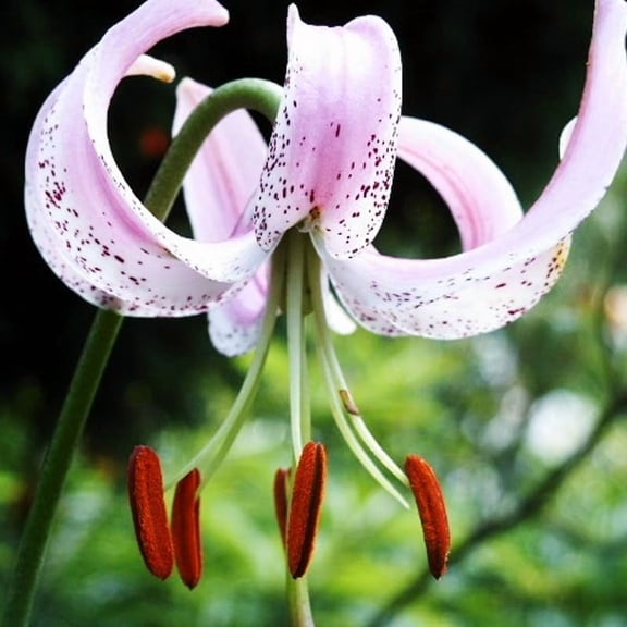 Lankogense Lily Flower Bulbs - 3 Lilies Per Pack - Fragrant - Easy to Grow Flowering Plant - Blooms All Summer - Attracts Butterflies and Hummingbirds - Live Outdoor Perennial - Good as Cut Flowers