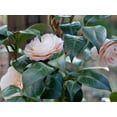 thumbnail image 2 of ( 1 ) - April Dawn Camellia Japonica ( Zone 6 ) - Starter Plant ( 4L ) ( 1 live plant ), 2 of 5