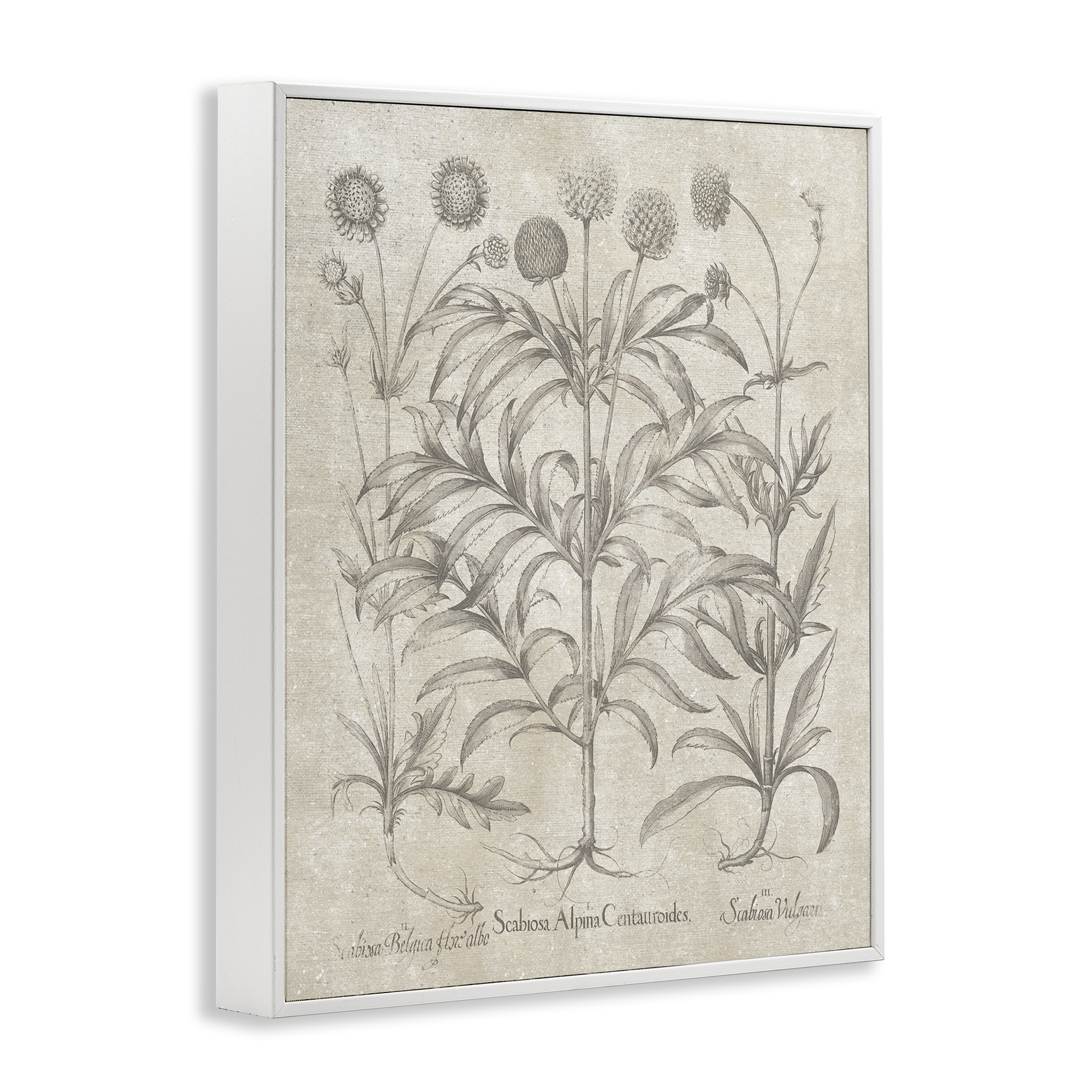 Stupell Industries Vintage Plant Life Botanical & Floral Painting White Framed Art Print Wall Art, 24 x 30