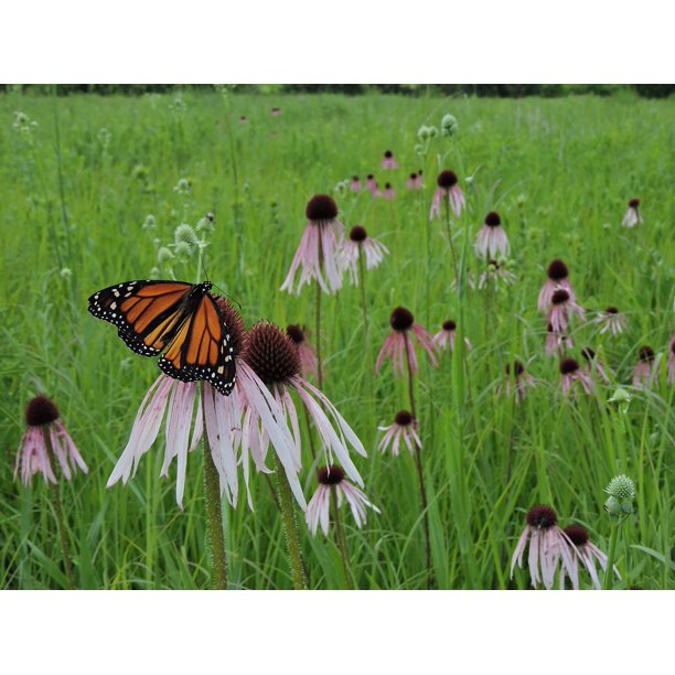 Wildflowers Butterfly Prairie Field Meadow Monarch20 Inch By 30 Inch