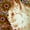 Cat With Flower Background, variant on Elephant Stock A Psychotic Cat Wall Art - Vertical Canvas Wall Art - Living Room Wall Decor - Animal Canvas - Brown And Yellow Decor By Louis Wain - 16" x 24"