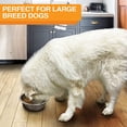 thumbnail image 5 of Stainless Steel Dog and Cat Bowls (2 Pack) - Metal Food and Water Dish 23.5cm, 5 of 5