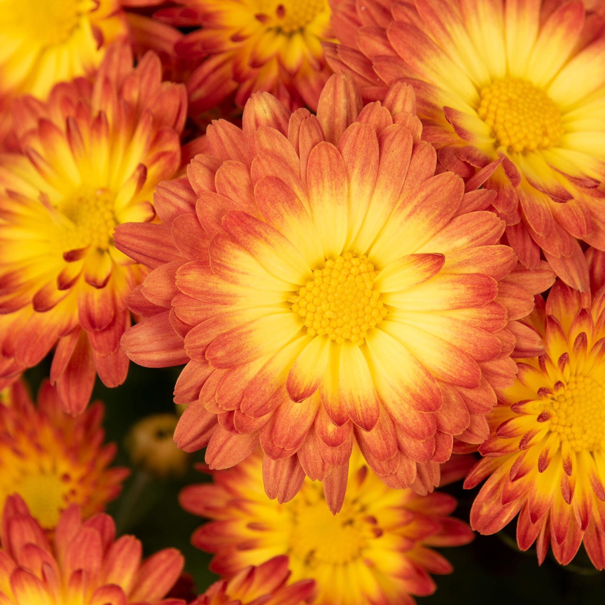 Better Homes & Gardens Orange Multicolor Mums Live Plant Garden in 12 in Fall Basket Décor