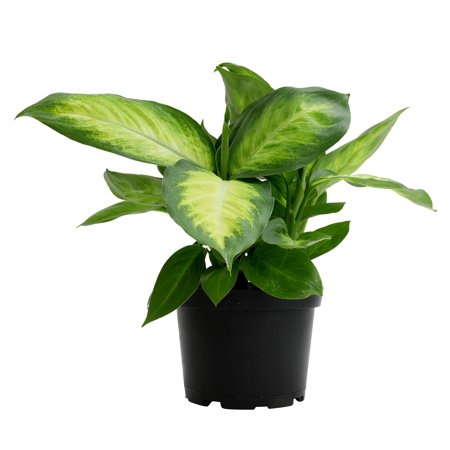Expert Gardener Live Plant Dieffenbachia in 6in Pot