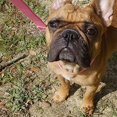 thumbnail image 3 of Velvet Dog Collar And Leash, Super Soft And Smooth, Heavy Duty Gold Buckle, Adjustable Dog Collar, 3 of 5