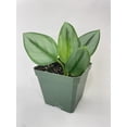 thumbnail image 3 of Bumble Plants Scindapsus Treubii Moonlight - Full Live Colorful Houseplant in Nursery Pot, Easy Care, Indoor Plant for Beginners, 3 of 5