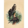 thumbnail image 2 of Joseph Wolf 11x14 Black Ornate Wood Framed Double Matted Museum Art Print Titled: The Saker Falcon (1861-1867), 2 of 5