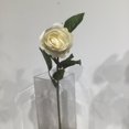 thumbnail image 2 of BOUTON DE ROSE BLANCE, 2 of 3