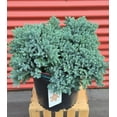 thumbnail image 2 of Blue Star Juniper, 2 of 10