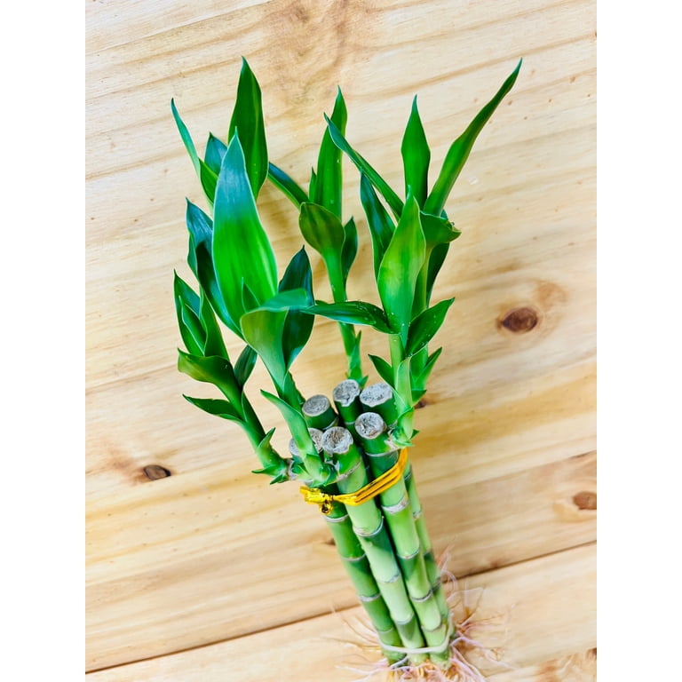 8&rdquo; Lucky Bamboo Plants 5 Stem Arrangements - Walmart.com