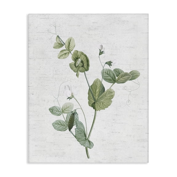 Stupell Industries Soft Country Botanical Botanical & Floral Painting Gallery Wrapped Canvas Art Print Wall Art, 16 x 20