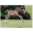 thumbnail image 1 of Kevin Milner New Forest Foal Countryside Greetings Card, 1 of 1