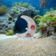 thumbnail image 4 of unbranded 2Ud Para Acuario Con Refugio De Resina Para Camarones Betta Y De, 4 of 6