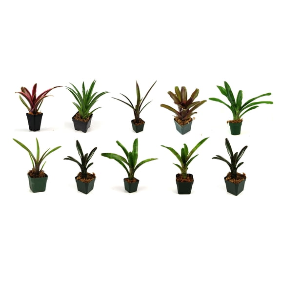 Sprig & Stone Bromeliad Bundle - 10 Plants
