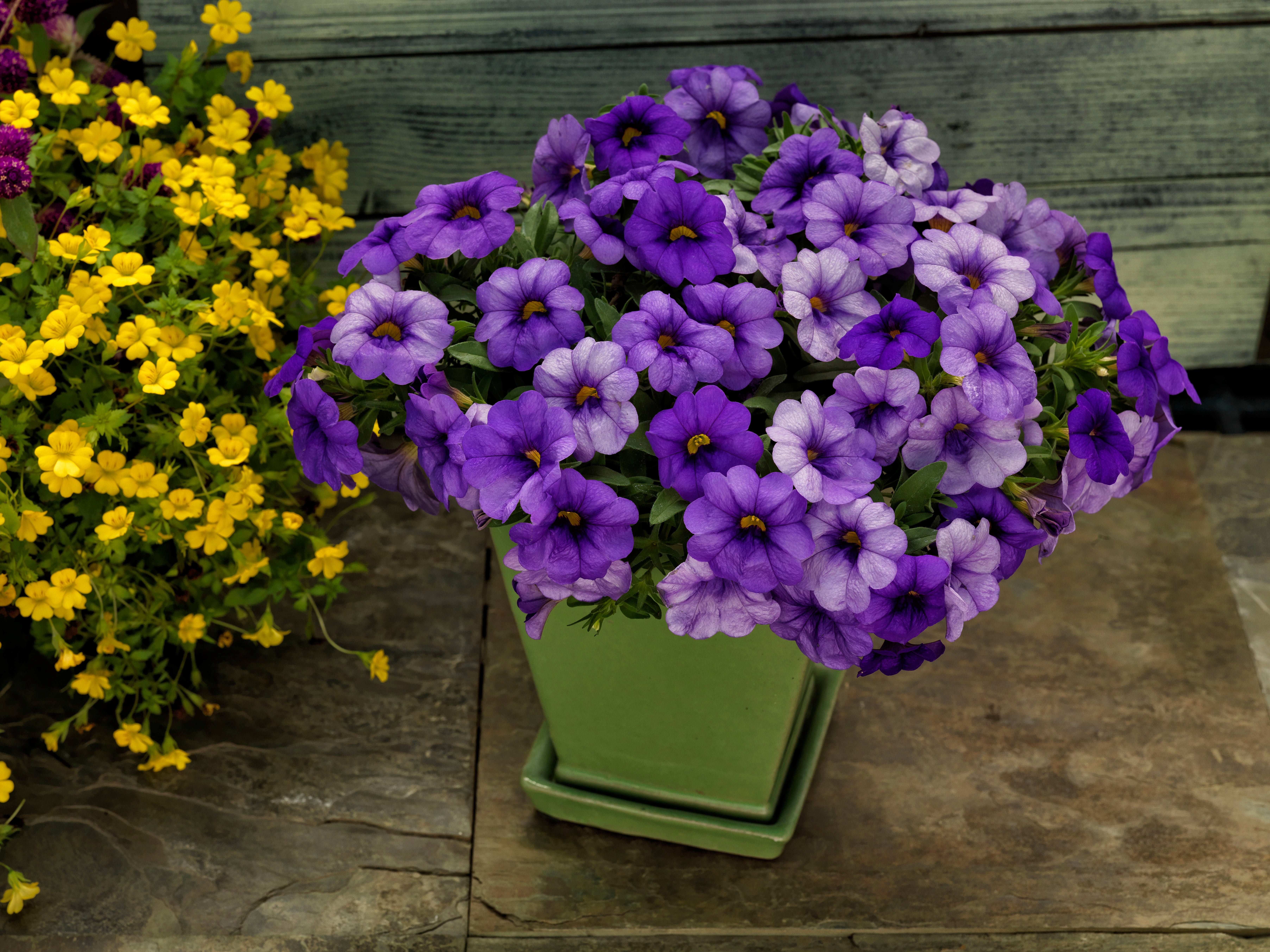 Better Homes & Gardens 3 Quart Calibrachoa Full Sun Annual Pet-Friendly Live Plants