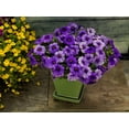 thumbnail image 4 of Better Homes & Gardens 3 Quart Calibrachoa Full Sun Annual Live Plants, Pet-Friendly, 4 of 6