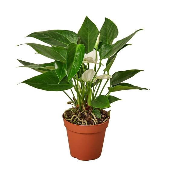 Anthurium 'White', 4" Pot, Indoor Houseplant, Easy Care, Live Plant for Indoor & Outdoor