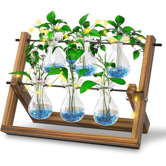 EVEAGE UPGRADE VERSION Clear Plant Terrarium with Wooden Stand
