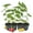 Double Duo, variant on Jamaican Cherry Tree Double Duo - Strawberry Tree - 4 Live Starter Plants - Muntingia Calabura - Edible Fruit Bearing Tree for The Patio and Garden