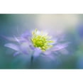 thumbnail image 3 of Parker, Jacky 14x11 Black Modern Framed Museum Art Print Titled - Windflower, 3 of 5
