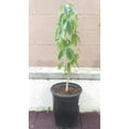 Vernon White Sapote Tropical Fruit Trees