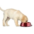 thumbnail image 3 of Platinum Pets Dog & Cat Non-Tip Stainless Steel Bowl, 3 of 5
