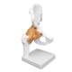 thumbnail image 4 of Modelo de Hueso, Modelo de Articulacia de la Cadera Modelo de Hueso de la Cadera Coxal Modelo de Hueso Coxal Anatomía Modelo de Cadera Real Humano para la Enseñanza, 4 of 7