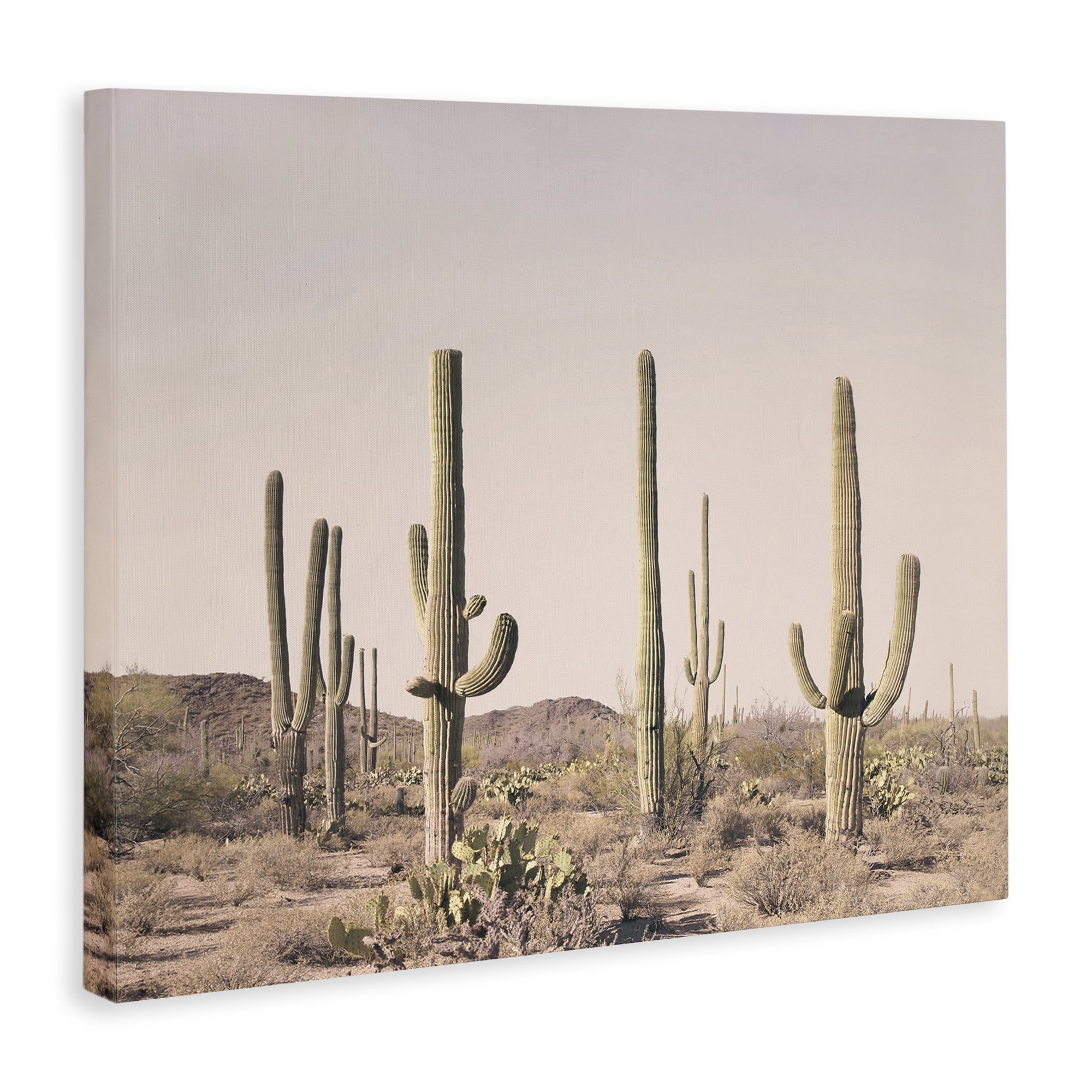 Stupell Industries Blush Cactus Field Landscape & Nature Photography Wrapped Canvas Art Print Wall Art, 48 x 36