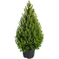 thumbnail image 6 of 60 Organic Seeds COMMON JUNIPER (20 Berries) Juniperus Communis Tree Shrub Evergreen Conifer Blue Berry Yellow Flower aka Gin Berry Pine, 6 of 8
