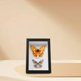thumbnail image 1 of FUEENIRVA Specimen Display Board Display Frame Black Wooden Simple Design 1Pack, 1 of 7