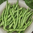 thumbnail image 3 of Burpee Big Kahuna Garden Bean Seeds - Non-GMO, Bush Bean, Vegetable Gardening Seeds, 18g, 1-Pack, 3 of 6