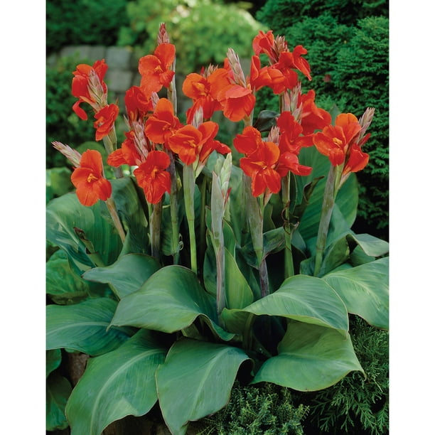 live canna plants for sale