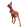 thumbnail image 6 of Ino Schaller Large Brown Flocked Doe Deer with Scarf German Figurine 16 inch, 6 of 6