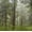 Forest Panorama On The Oregon Coast, variant on Elephant Stock Forest Panorama On The Oregon Coast Wall Art - Horizontal Multi Panel Canvas - Living Room Wall Decor - Nature Multi Panel - Green And Brown Decor By Scott Stulberg - 49" x 24"