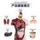 thumbnail image 4 of 11 Inch Human Body Model for Kids,Human Torso Anatomy Model Toys,8 Pcs Removable Anatomy Doll with, 4 of 5