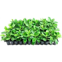 Green Island Ficus  30 Live Plants  Ficus Microcarpa  Lush Indoor/Outdoor Ornamental Plant - Easy Care & Fast Growing - Perfect for Home, Garden, & Office Decor
