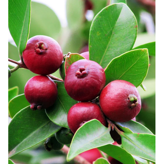 Strawberry Guava Tree Psidium Tropical Guava Fruit Plant 4 to 6 Inch Tall - Dormant in Winter