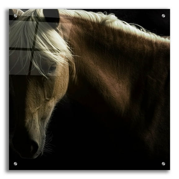 Epic Art ' Spirit Horse' by Tony Stromberg, Acrylic Glass Wall Art, 24"x24"