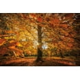 thumbnail image 2 of Podt, Martin 18x13 White Modern Wood Framed Museum Art Print Titled - Autumn Leaves, 2 of 4