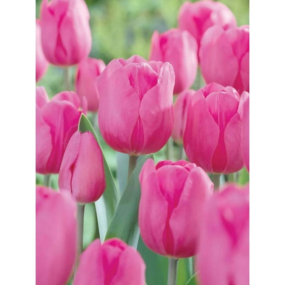 Don Quichotte Triumph Tulip 7 Bulbs - 12/  cm Bulbs - The Best Pink