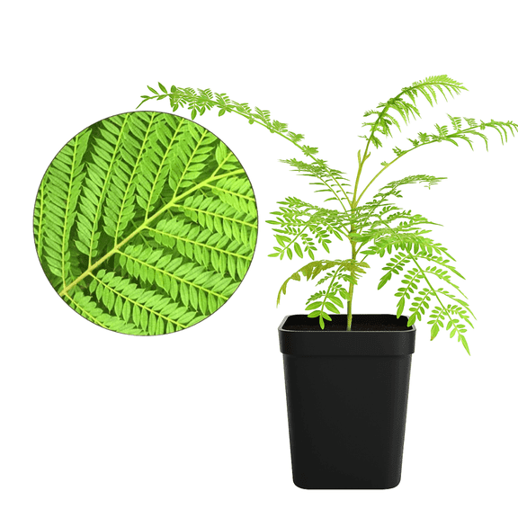 My Shelfie - Mini Jacaranda Tree, 3-4 Inch Tall Bonsai Tree in 2-Inch Pot, Trees Live Plants Outdoor Hardiness Zones 9-11, Bonsai Tree Live with Purple Flowers