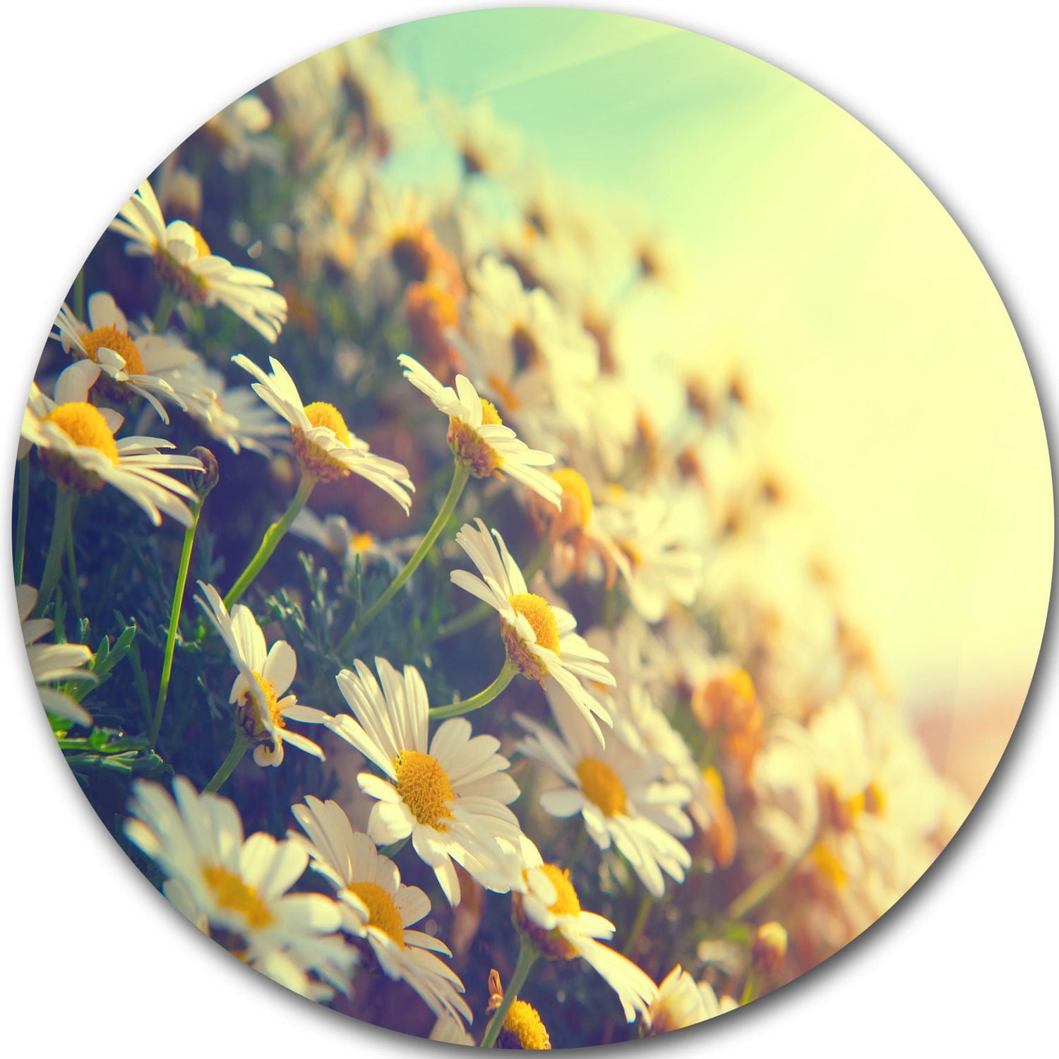 Design Art Nature with Blooming Chamomiles' Ultra Glossy Floral Metal Circle Wall Art