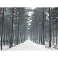 thumbnail image 2 of Frank, Assaf 18x15 Gold Ornate Wood Framed with Double Matting Museum Art Print Titled - Pathway through snowy forest, FTBR-1912, 2 of 4