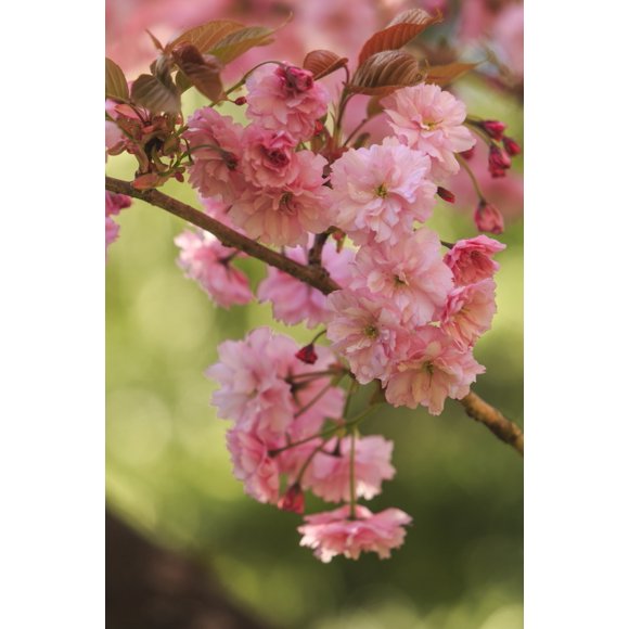 Washington Park Arboretum, spring blooms, Seattle, Washington State, USA Poster Print by Stuart Westmorland (18 x 24)