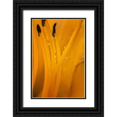 OBrien, Jay 23x32 Black Ornate Wood Framed with Double Matting Museum Art Print Titled - Wilmington, Delaware Inside of day lily plant