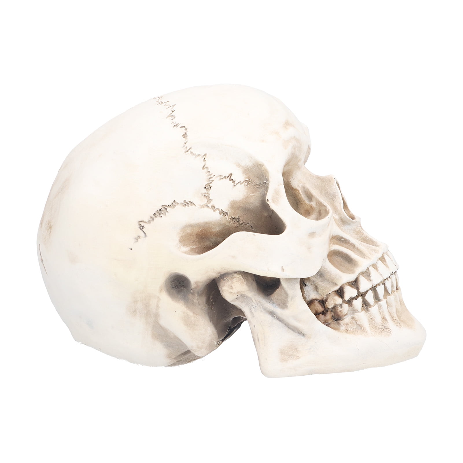 Gupbes Skull Ornament,Animal Skull Model Skull Decoration Ornament Resin Craftwork Hallowmas Props for Home Party Decor | Walmart Canada Gupbes Skull Ornament,Animal Skull Model Skull Decoration Ornament Resin Craftwork Hallowmas Props for Home Party Decor | Walmart Canada