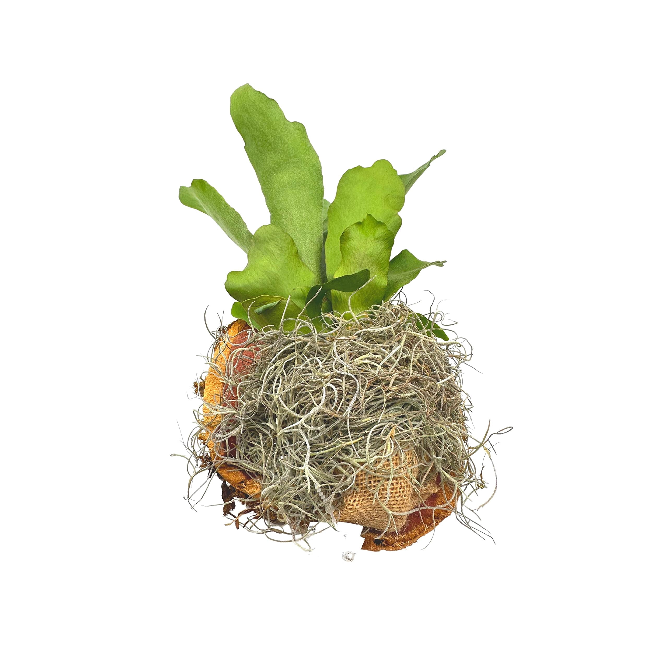 Bubbleblooms Staghorn Fern Plaque Mounted on Cedar Wood Sculpture with Moss
