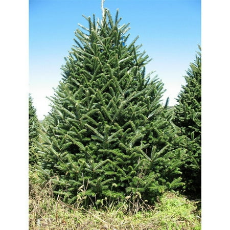 real christmas trees delivered 7 5 8 green fir freshly real christmas trees delivered 7 5 8 green fir freshly