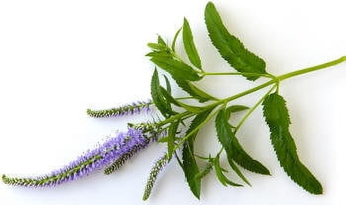 Sage Dalmatian Essential Oil 1 fl oz (30 ml) - 100% Pure and Natural by Silky Scents