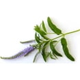 thumbnail image 3 of Sage Dalmatian Essential Oil 1 fl oz (30 ml) - 100% Pure and Natural by Silky Scents, 3 of 5